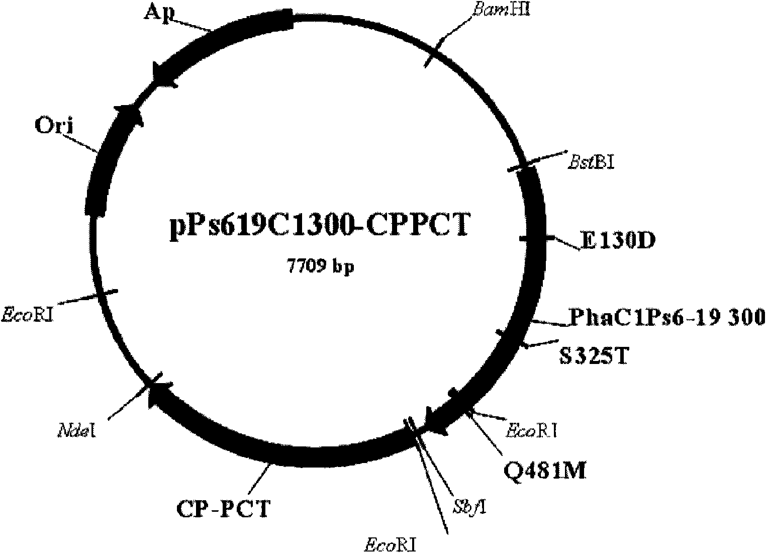 Copolymer comprising 4-hydroxybutyrate unit and lactate unit and its manufacturing method