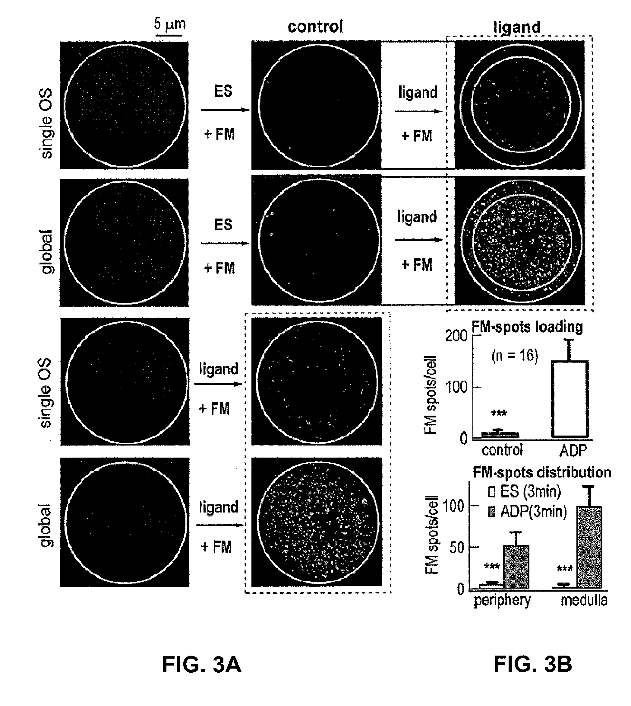 Method And System For Screening The Receptor Ligand Binding In Live Cell Eureka Patsnap