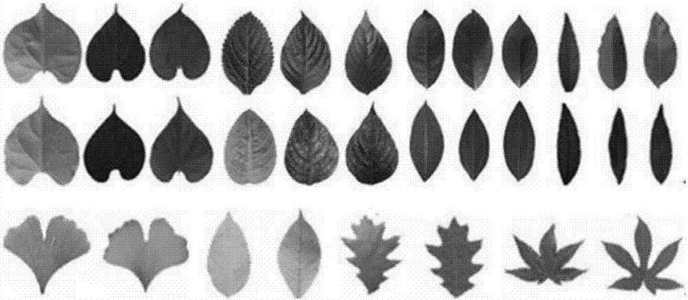Plant identification method based on elliptical Fourier descriptors and weighted sparse representation