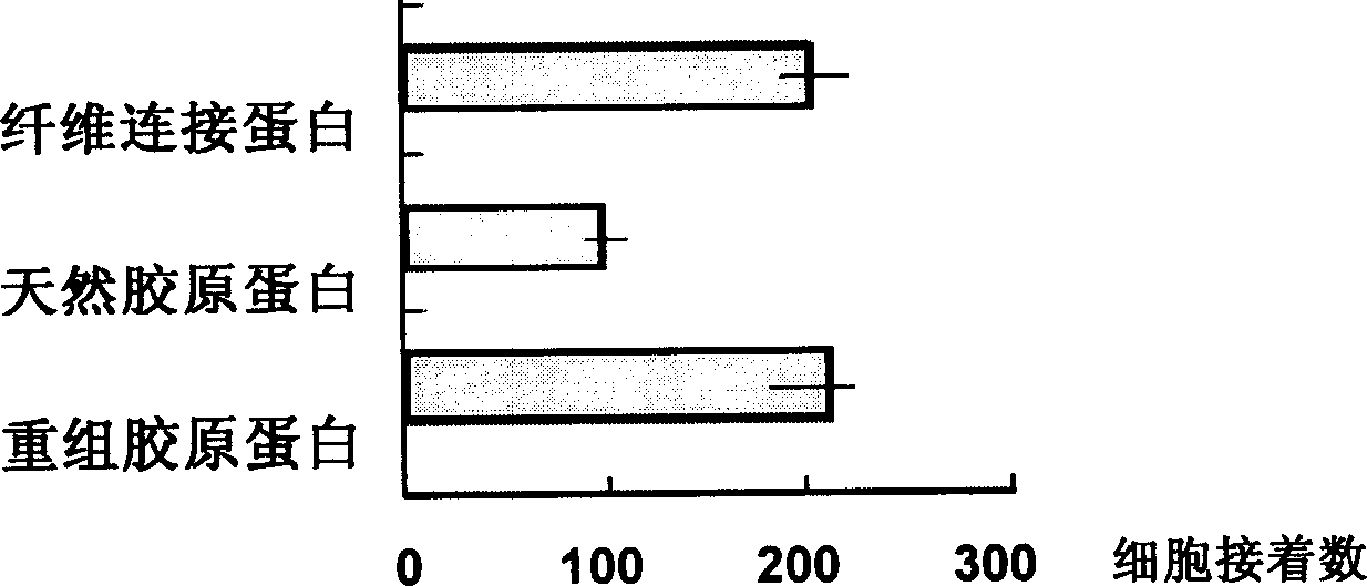 Recombined collagen and synthesizing and expressing purifying process thereof