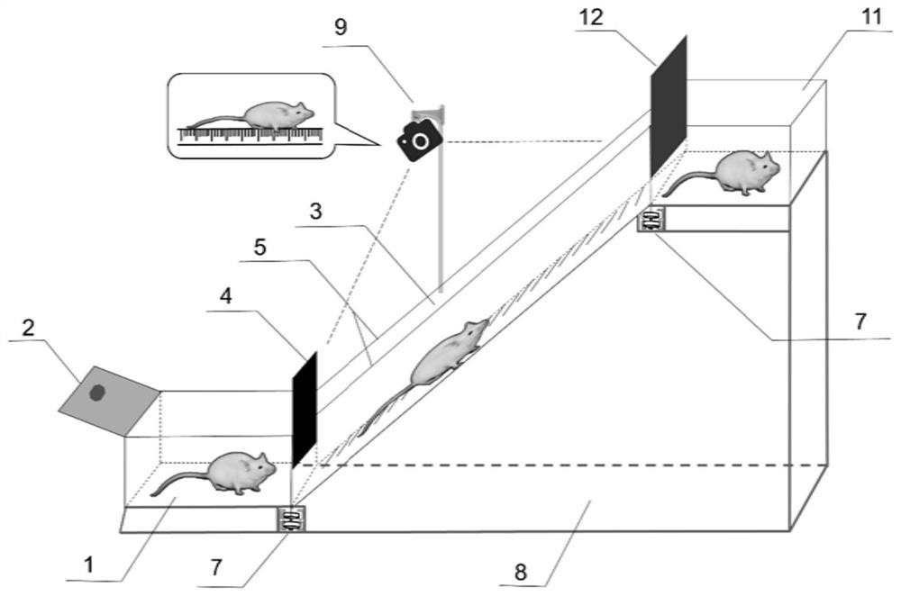 A device for measuring the body length of the experimental animal mouse physiological state