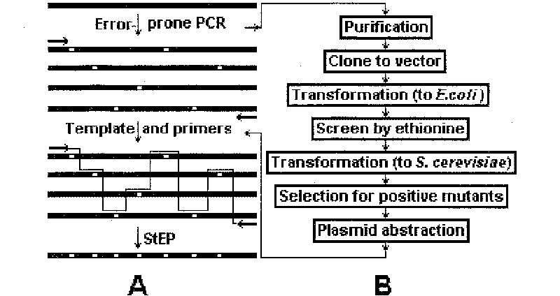 Integrated gene recombined process, recombined gene and coding protein obtained thereby