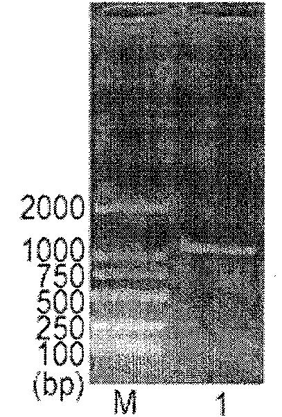 Integrated gene recombined process, recombined gene and coding protein obtained thereby