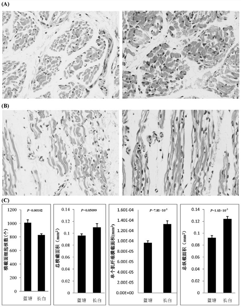A lncRNA marker related to porcine muscle fiber type and its application
