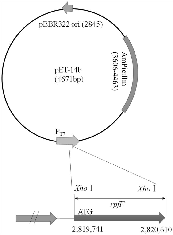 bdsf high-yield strain and its fermentation optimization method and application