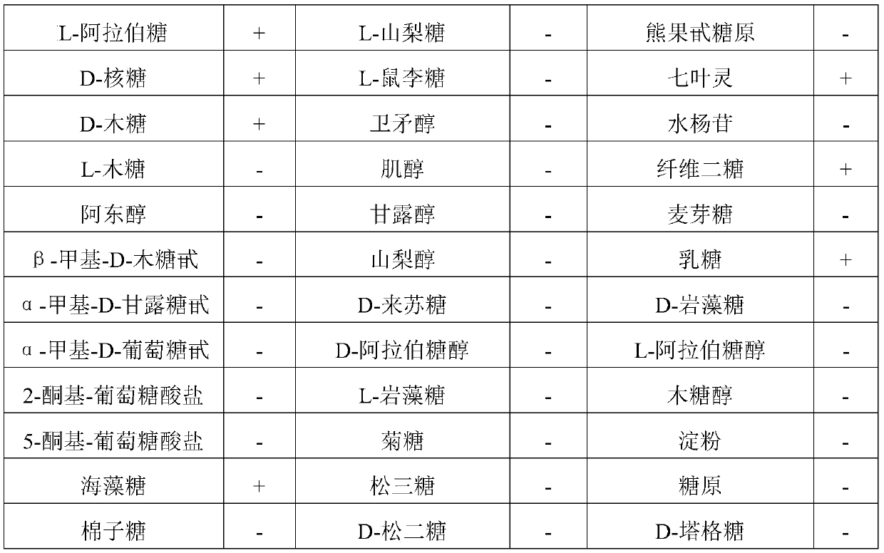 A new type of Pediococcus lactis and its application