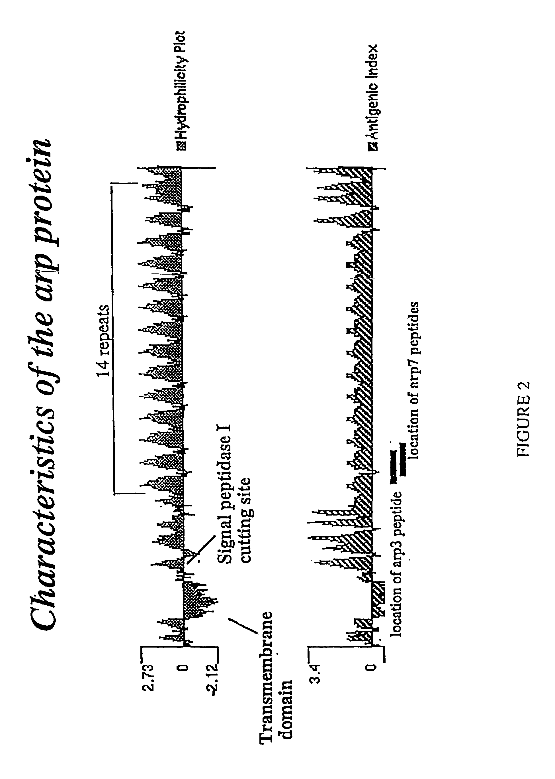 Compositions and methods for detecting <i>Treponema pallidum</i>