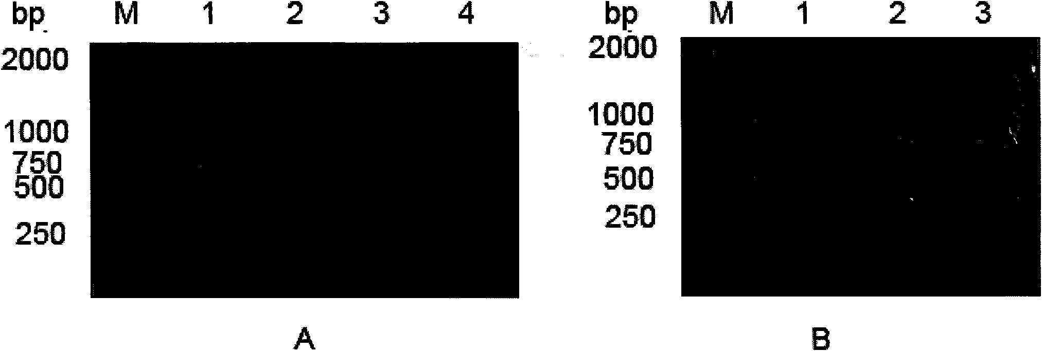 Antibody, and coding gene and application thereof