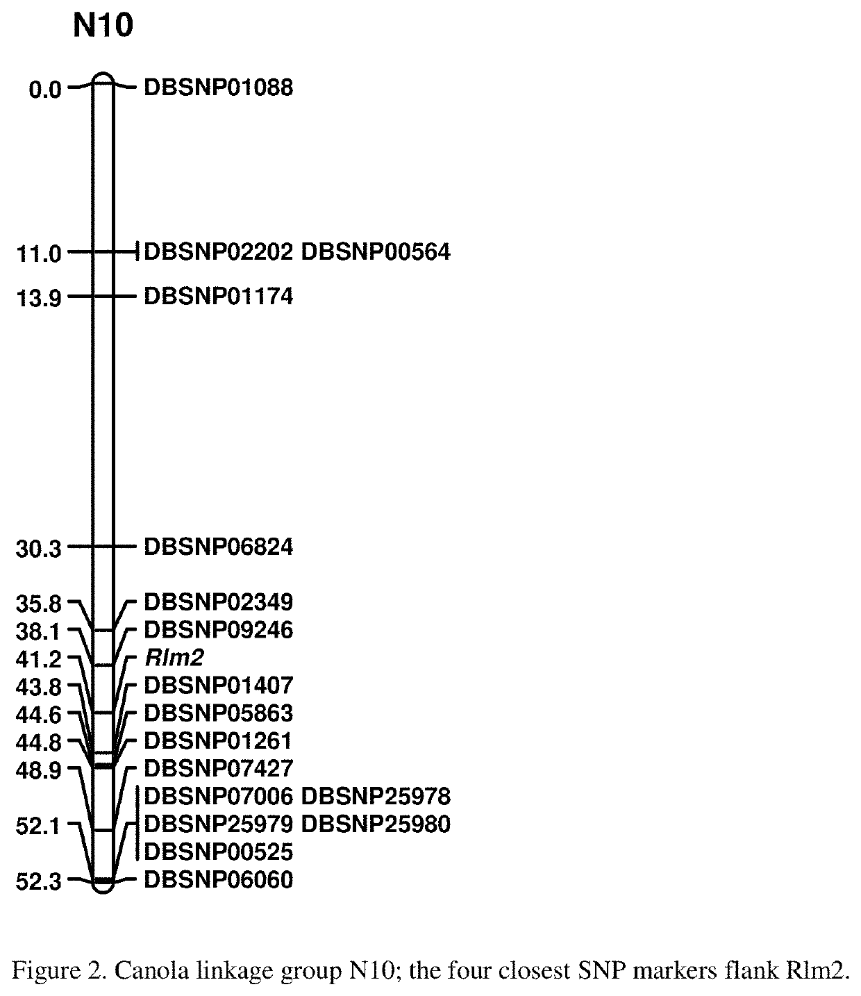 Molecular markers for blackleg resistance gene rlm2 in <i>brassica napus </i>and methods of using the same