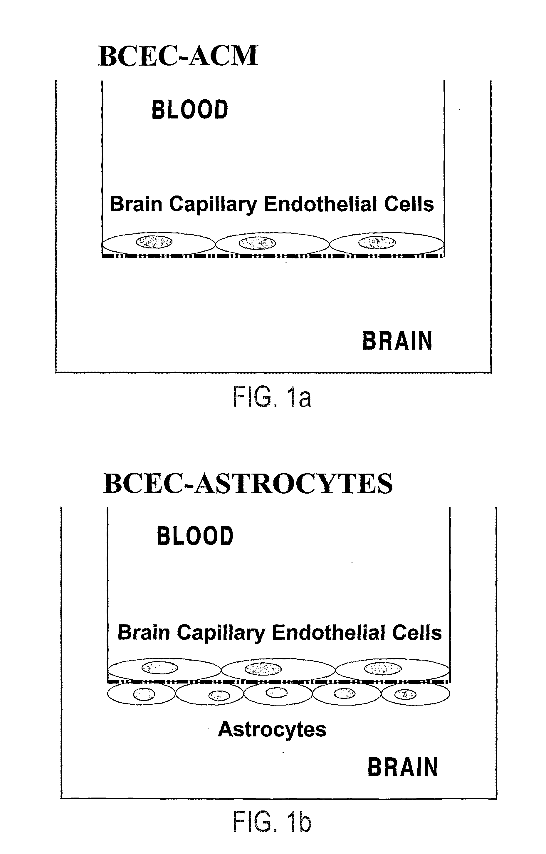 Methods and compositions for targeting agents into and across the blood-brain barrier and other endothelial cell microvascular barriers