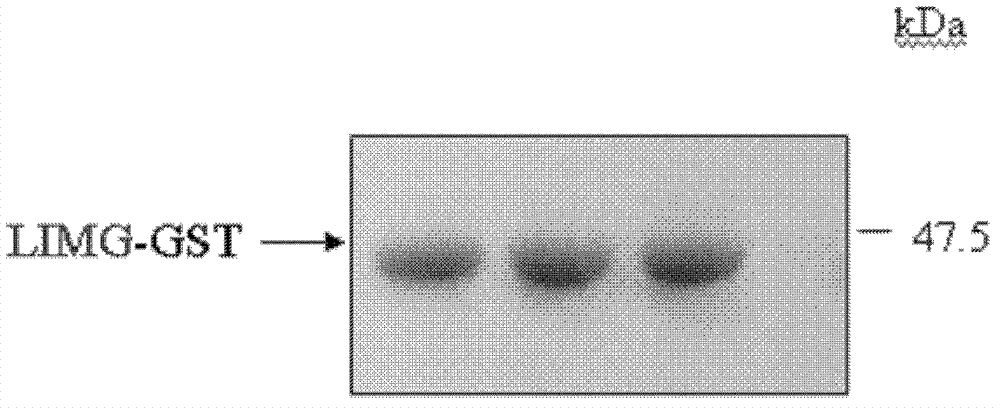 Application of protein coded by gene LIMG and antibody thereof in breast cancer diagnosis and/or treatment