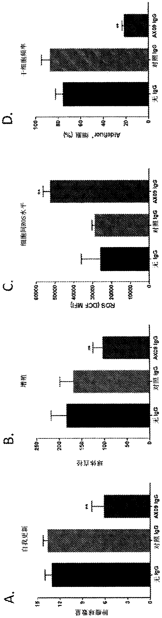 COMPOSITIONS AND METHODS RELATED TO xCT ANTIBODIES