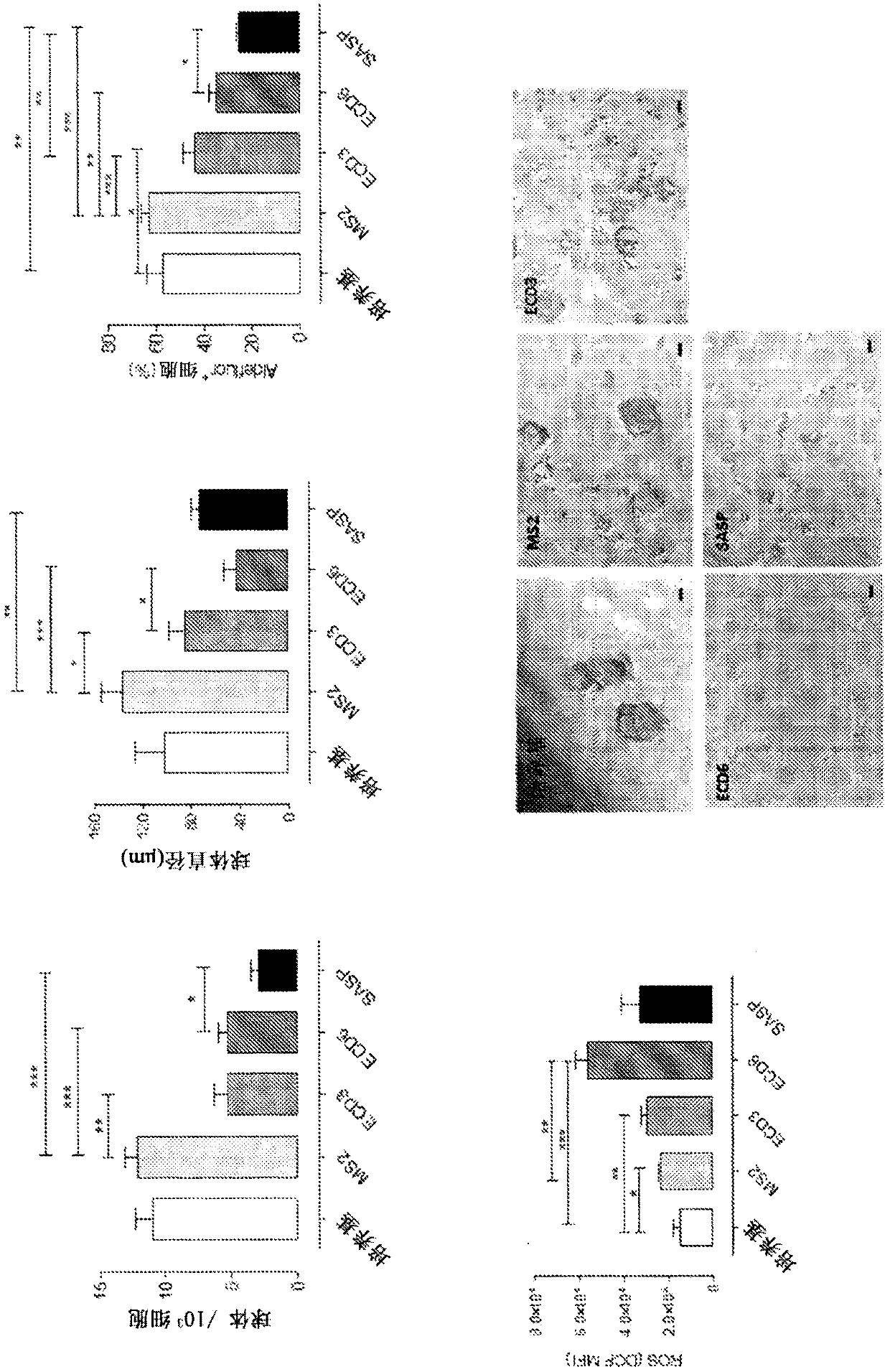 COMPOSITIONS AND METHODS RELATED TO xCT ANTIBODIES