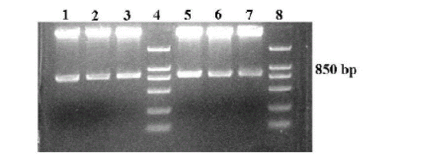 Preparation method and application of capsid-protein-mutant double-stranded recombinant adeno-associated virus containing mediated-membrane-stabile CD40L gene