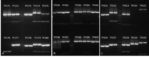 Method for constructing full-length transcription factor yeast two-hybrid library