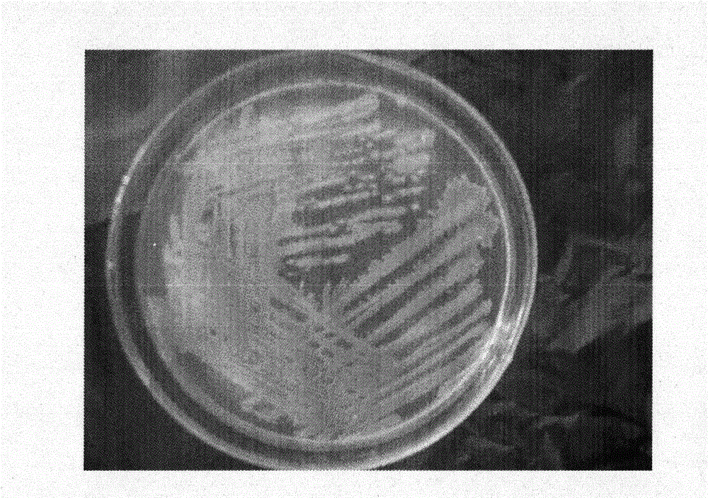 Fermentation production method and application of high-yield exopolysaccharide strain and amylase thereof