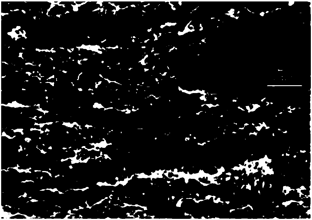 A kind of graphene-polypyrrole nanoparticle composite film electrode and preparation method thereof