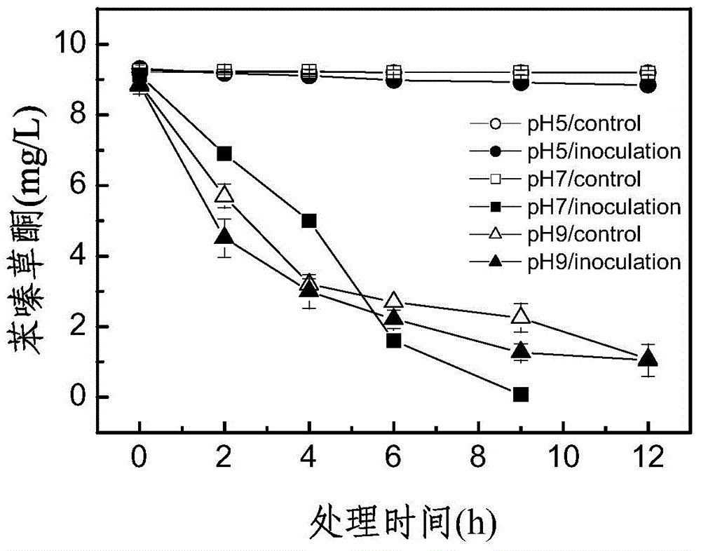 Rhodococcus strain capable of degrading metamitron and application of rhodococcus strain