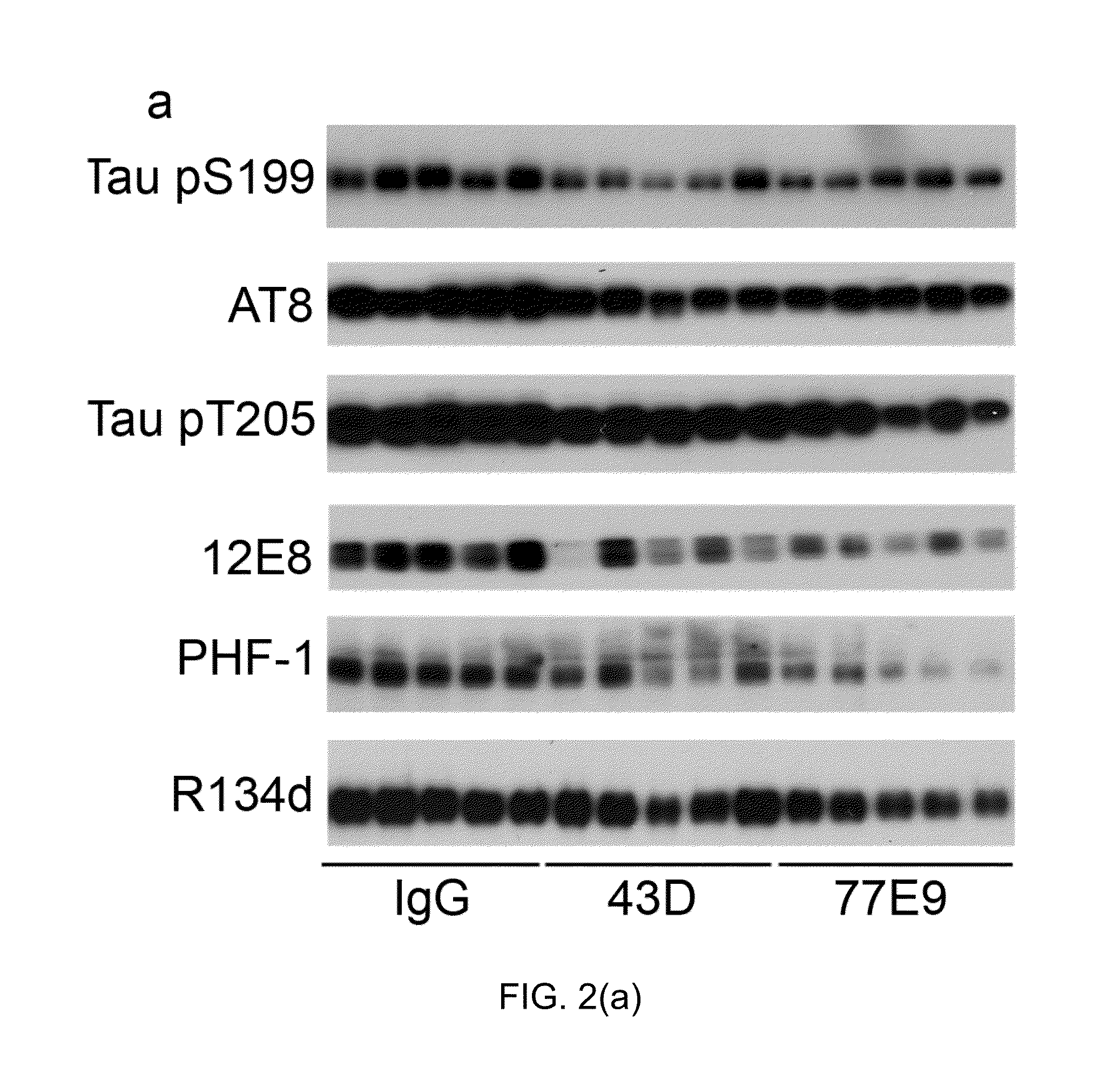 Treatment of tauopathies by passive immunization targeting the n-terminal projection domain of tau