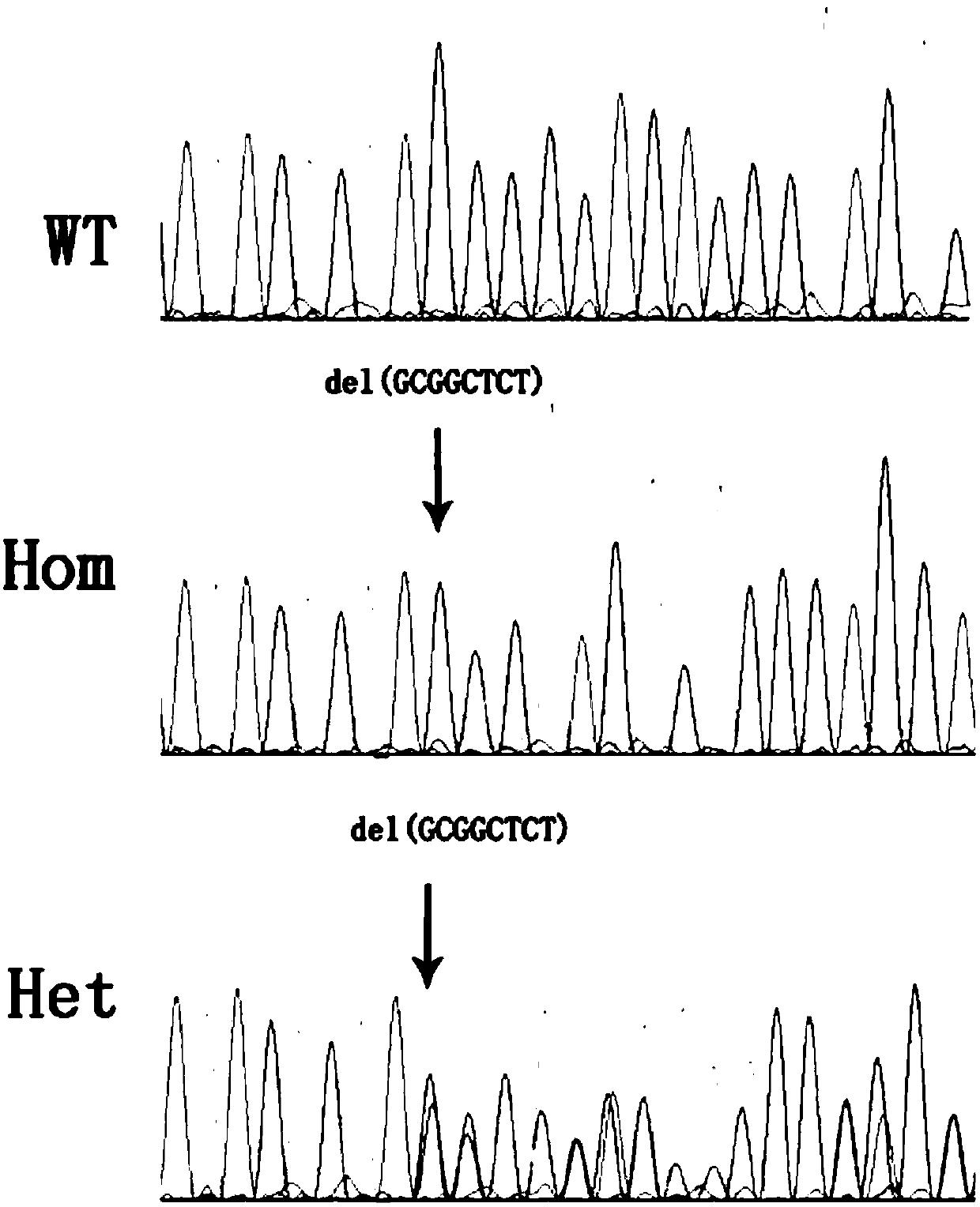 Construction method for model of animals with retinitis pigmentosa diseases and application