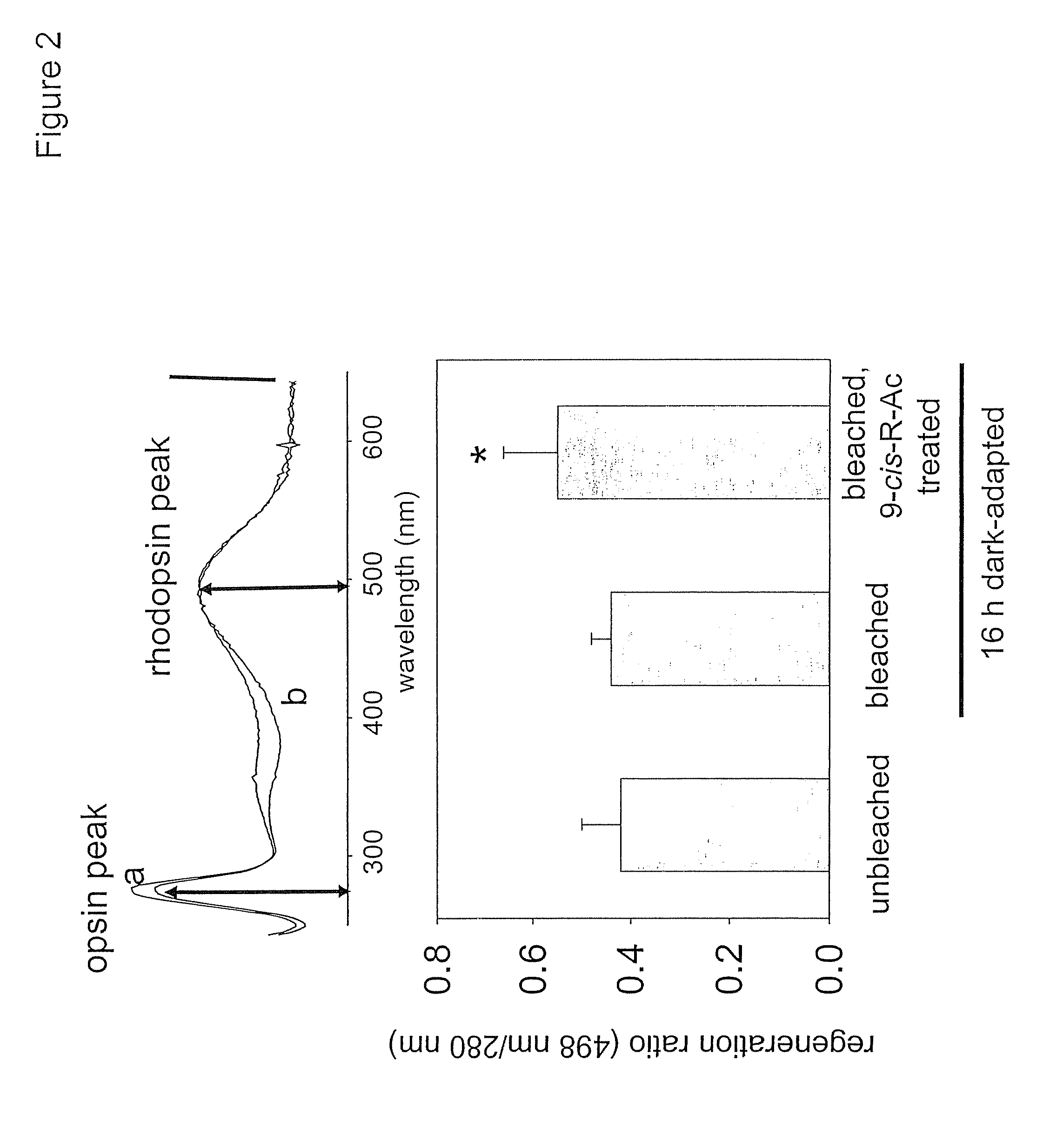 Methods for the treatment and prevention of age-related retinal dysfunction