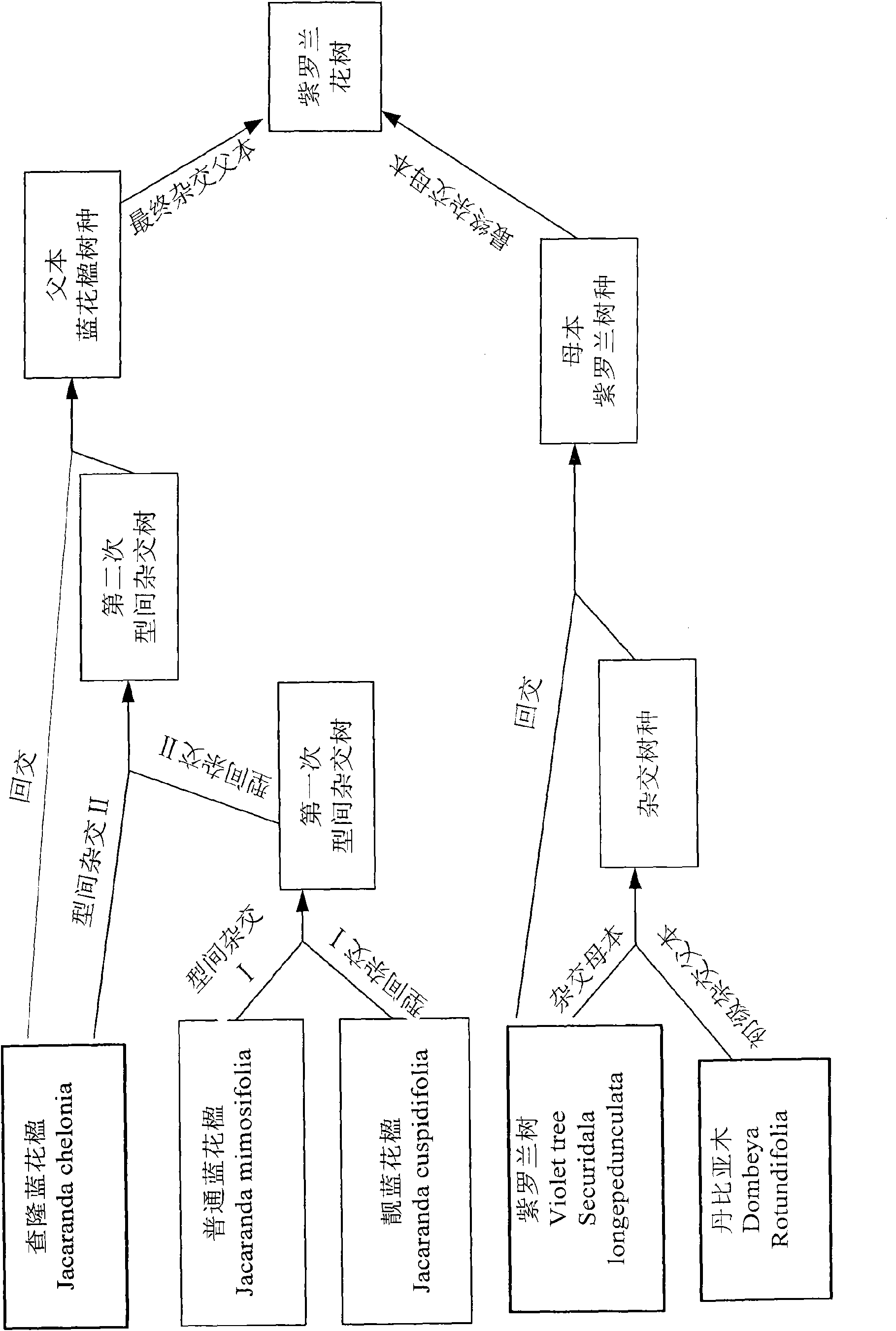 Cultivation and acclimatization technology of new gillyflower tree hybridization species