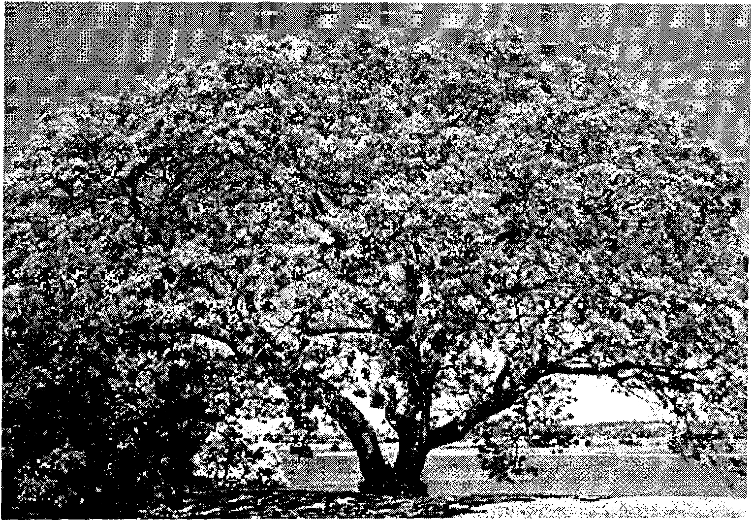 Cultivation and acclimatization technology of new gillyflower tree hybridization species