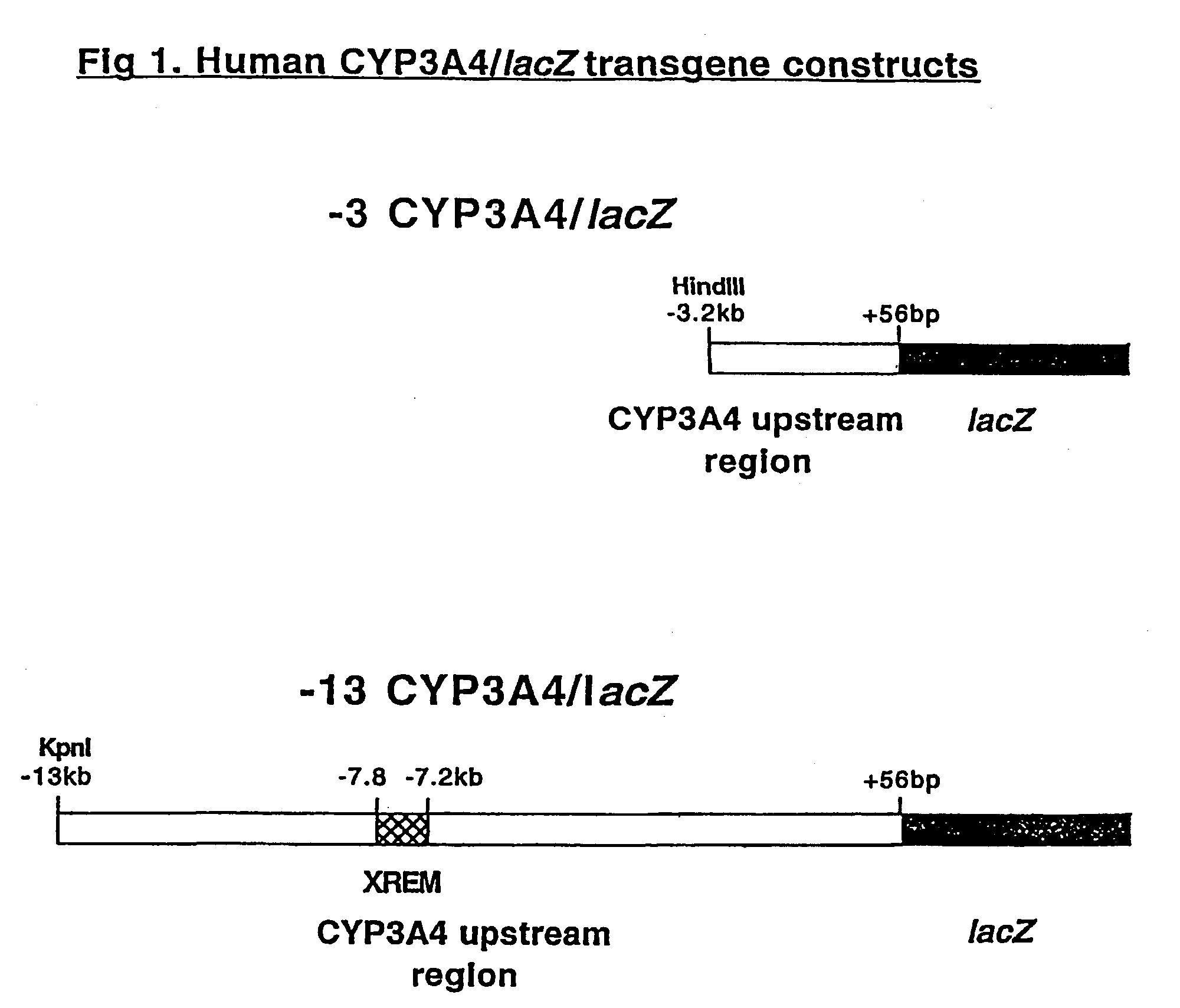Transgenic animals for analyzing CYP3A4 cytochrome P450 gene regulation