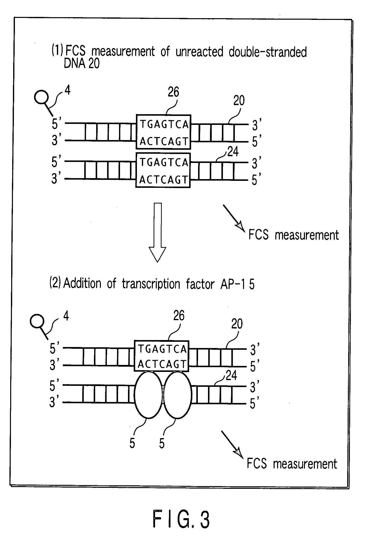Method of detecting reaction of DNA and DNA-binding protein