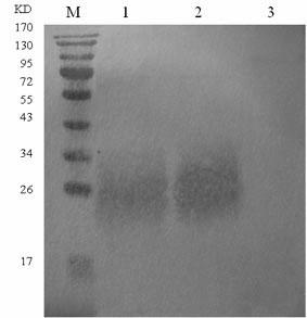 Preparation method of recombinant porcine circovirus type 2 Cap antigen