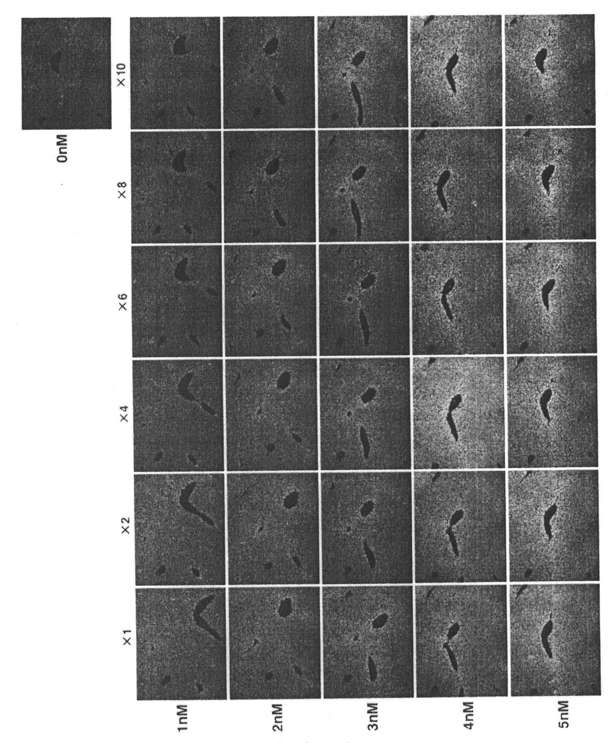 RNA in situ hybridization