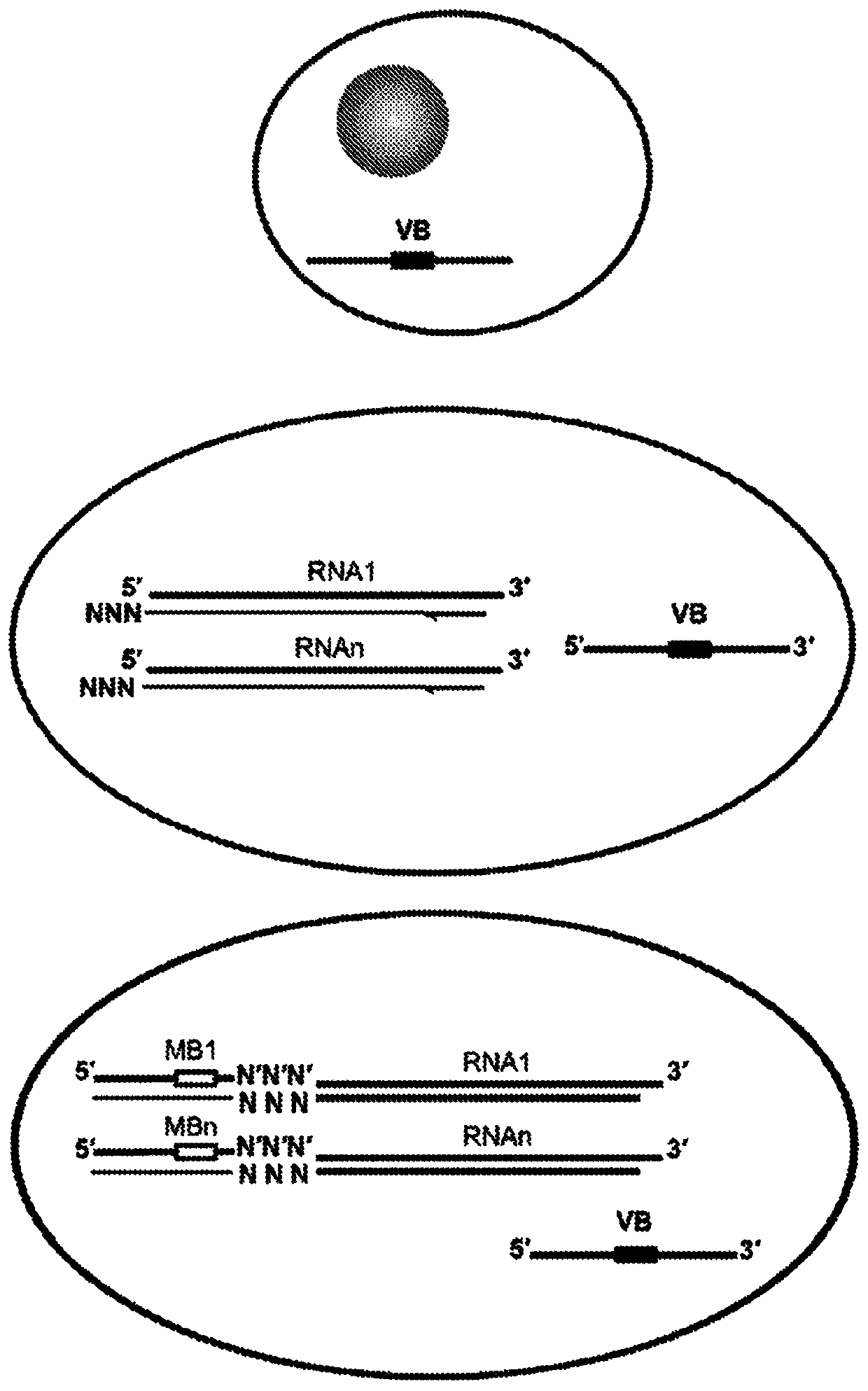 High-throughput polynucleotide library sequencing and transcriptome analysis