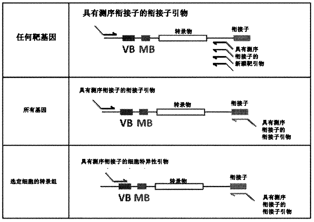 High-throughput polynucleotide library sequencing and transcriptome analysis