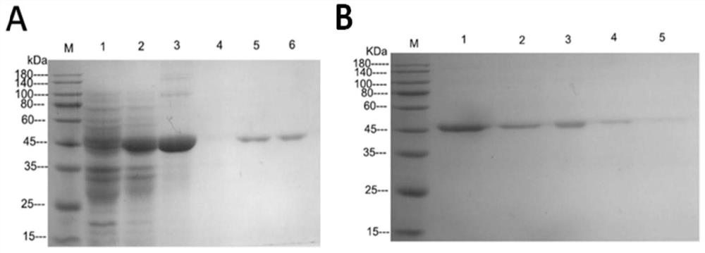 Plutella xylostella trypsin-9 gene and application thereof