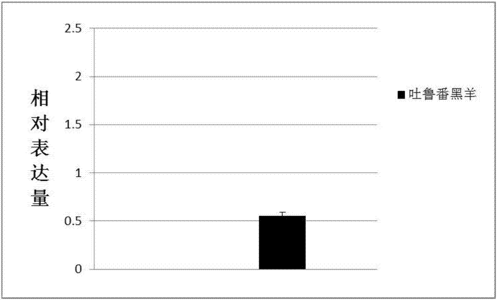 COL1A1 (collagen type 1 alpha1) gene-containing detection kit for improving Turpan black sheep meat quality trait