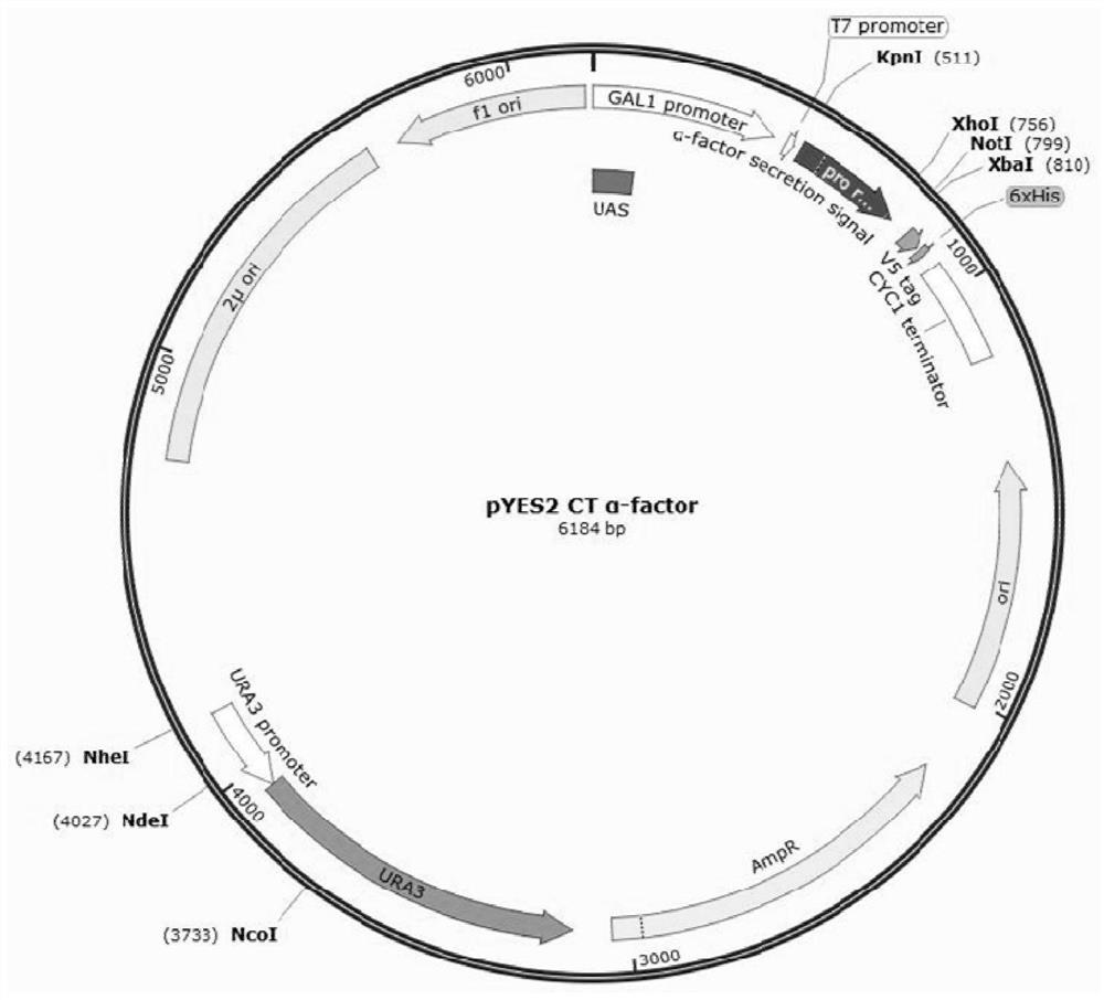 Saccharomyces cerevisiae expressed long-acting recombinant fibronectin and application thereof in cosmetics