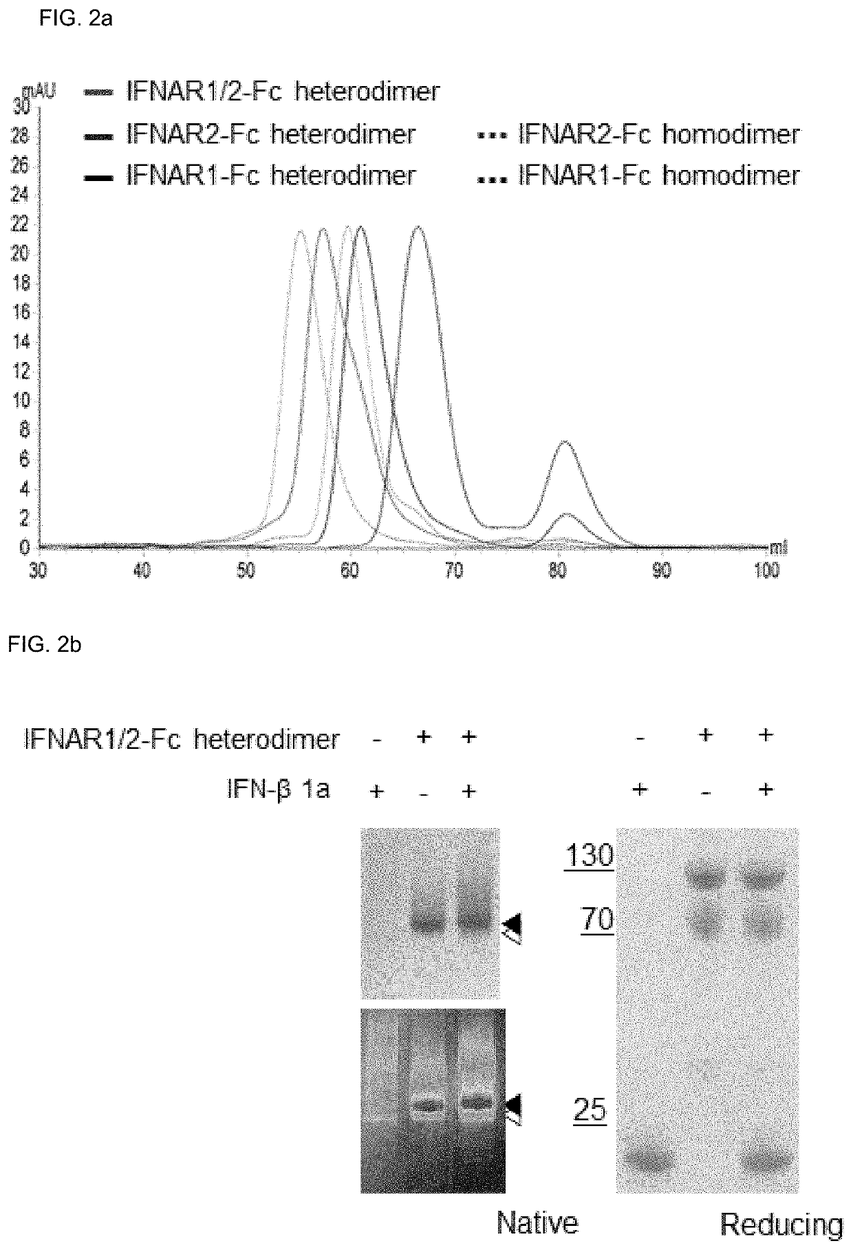 Type 1 interferon neutralizing fc-fusion protein and use thereof