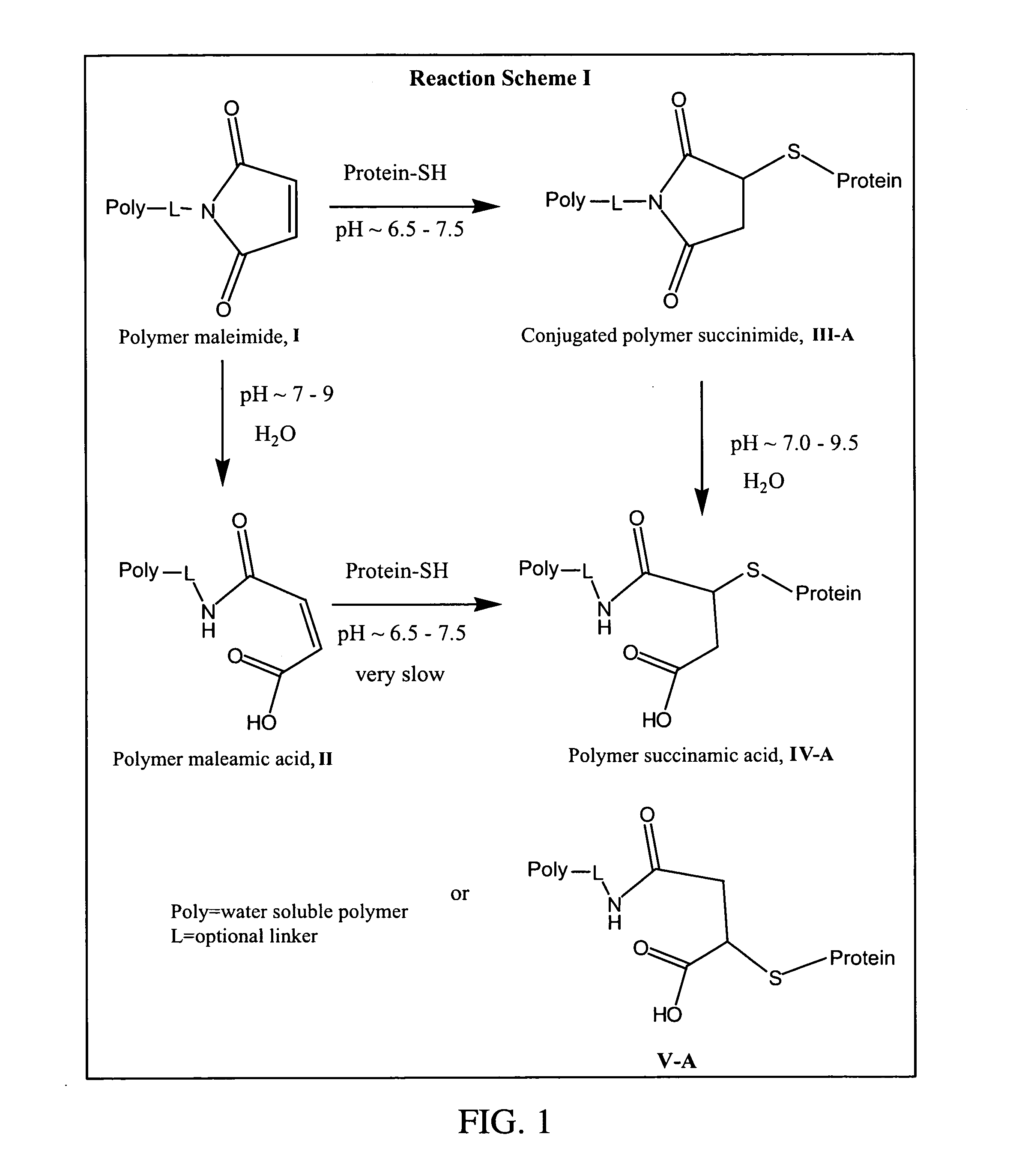 Maleamic acid polymer derivatives and their bioconjugates