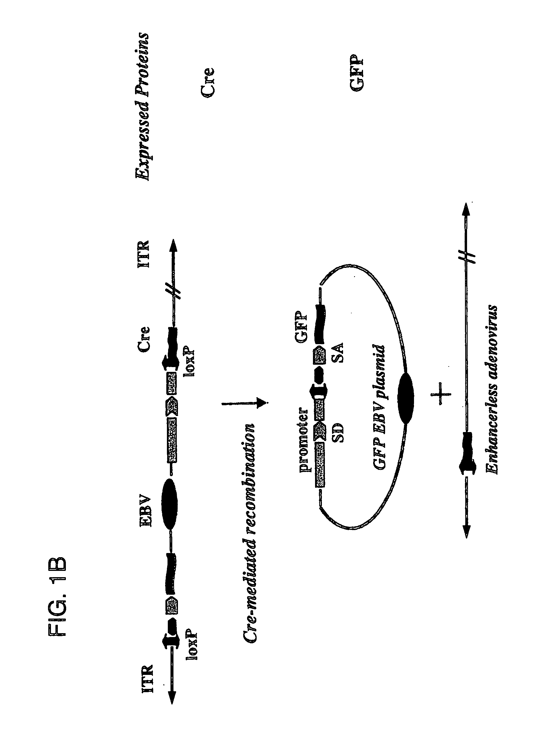 Self-rearranging DNA vectors