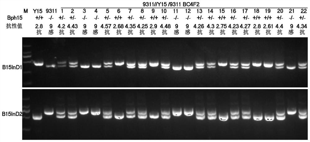 Specific co-dominant molecular marker of brown planthopper resistance gene bph15 in rice and its application