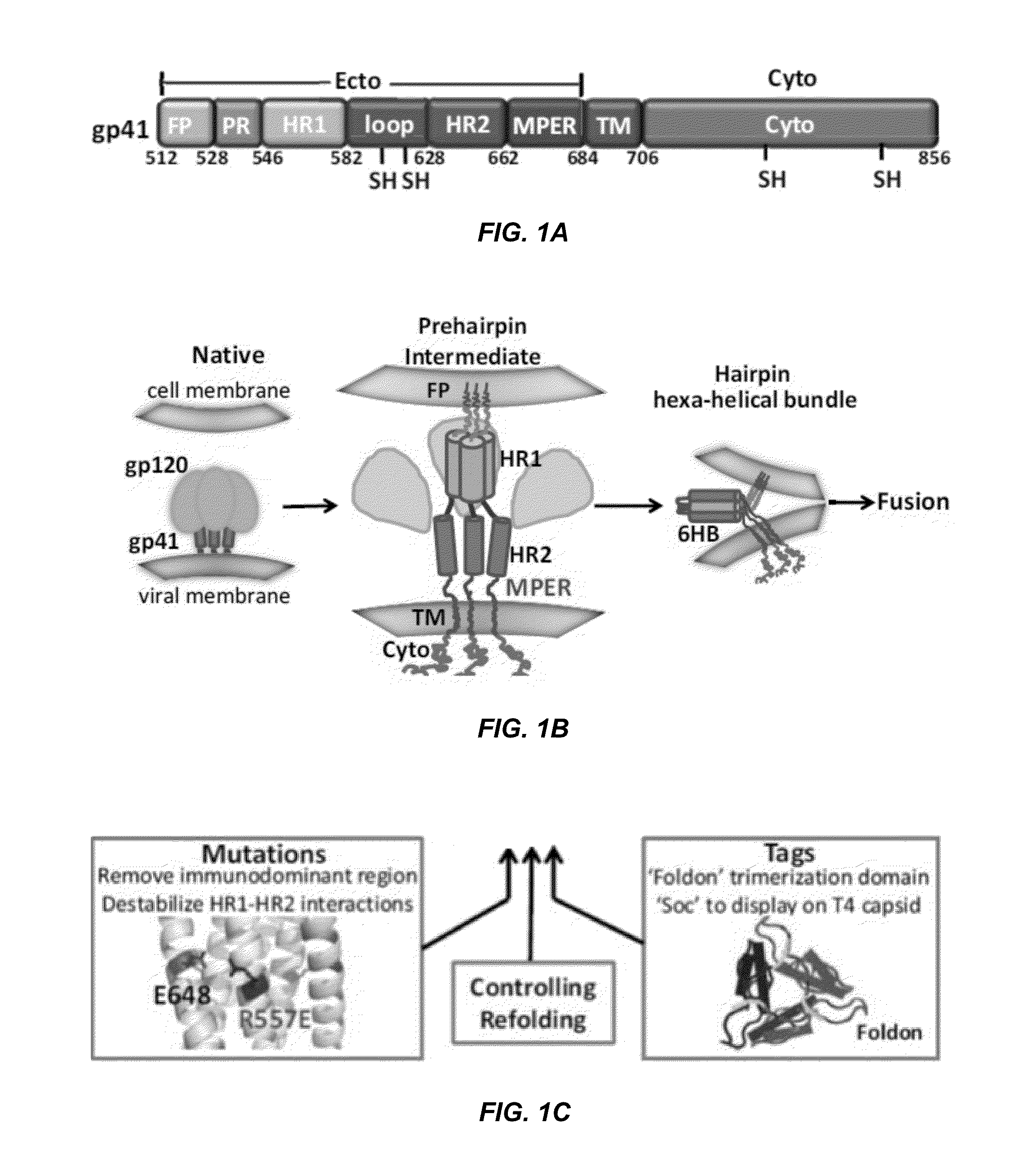 Designing a soluble full-length HIV-1 gp41 trimer