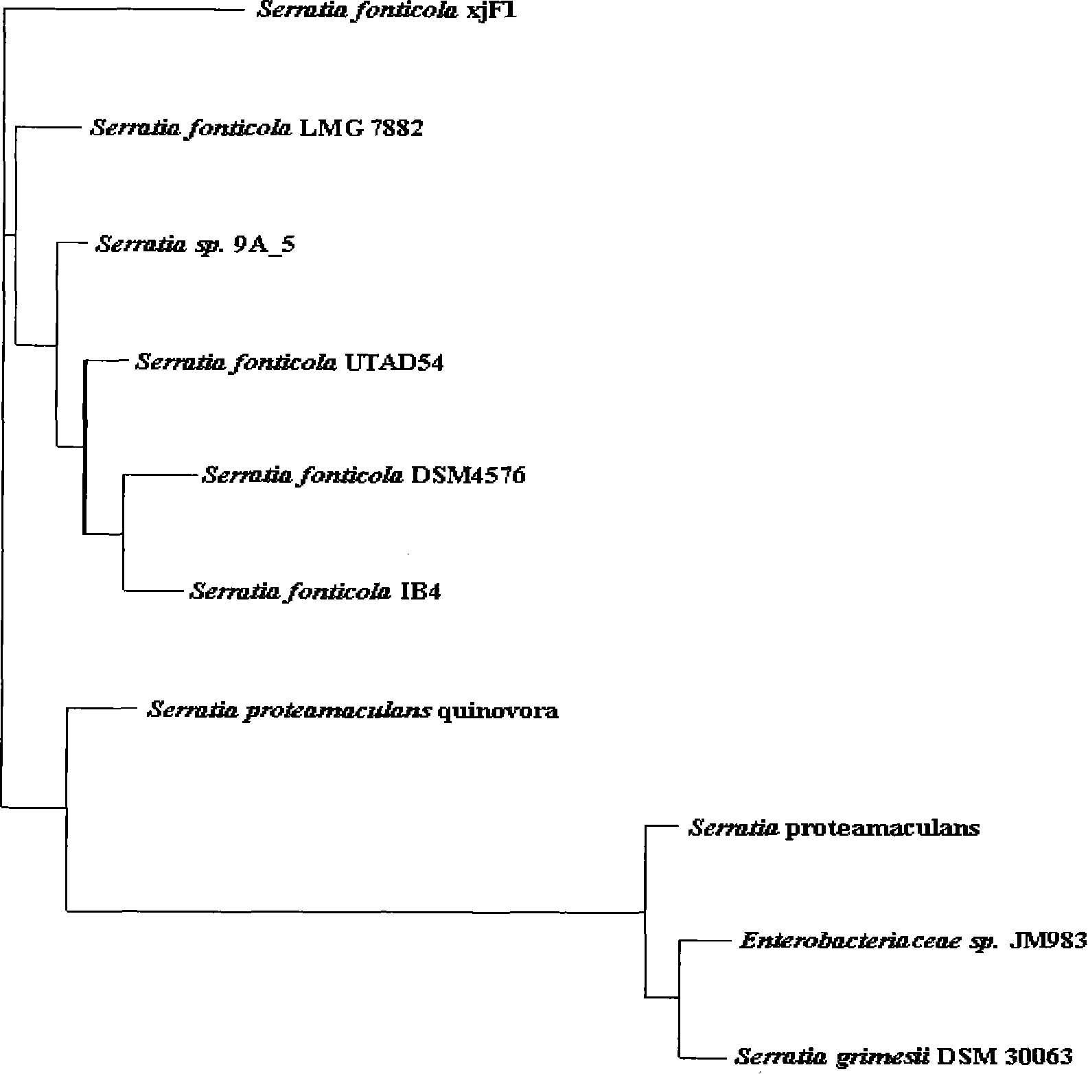 Low-temperature alkaline phosphatidase A1 and coding gene thereof