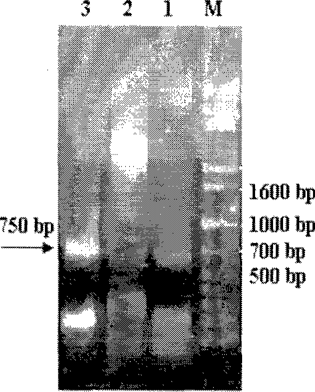 Low-temperature alkaline phosphatidase A1 and coding gene thereof