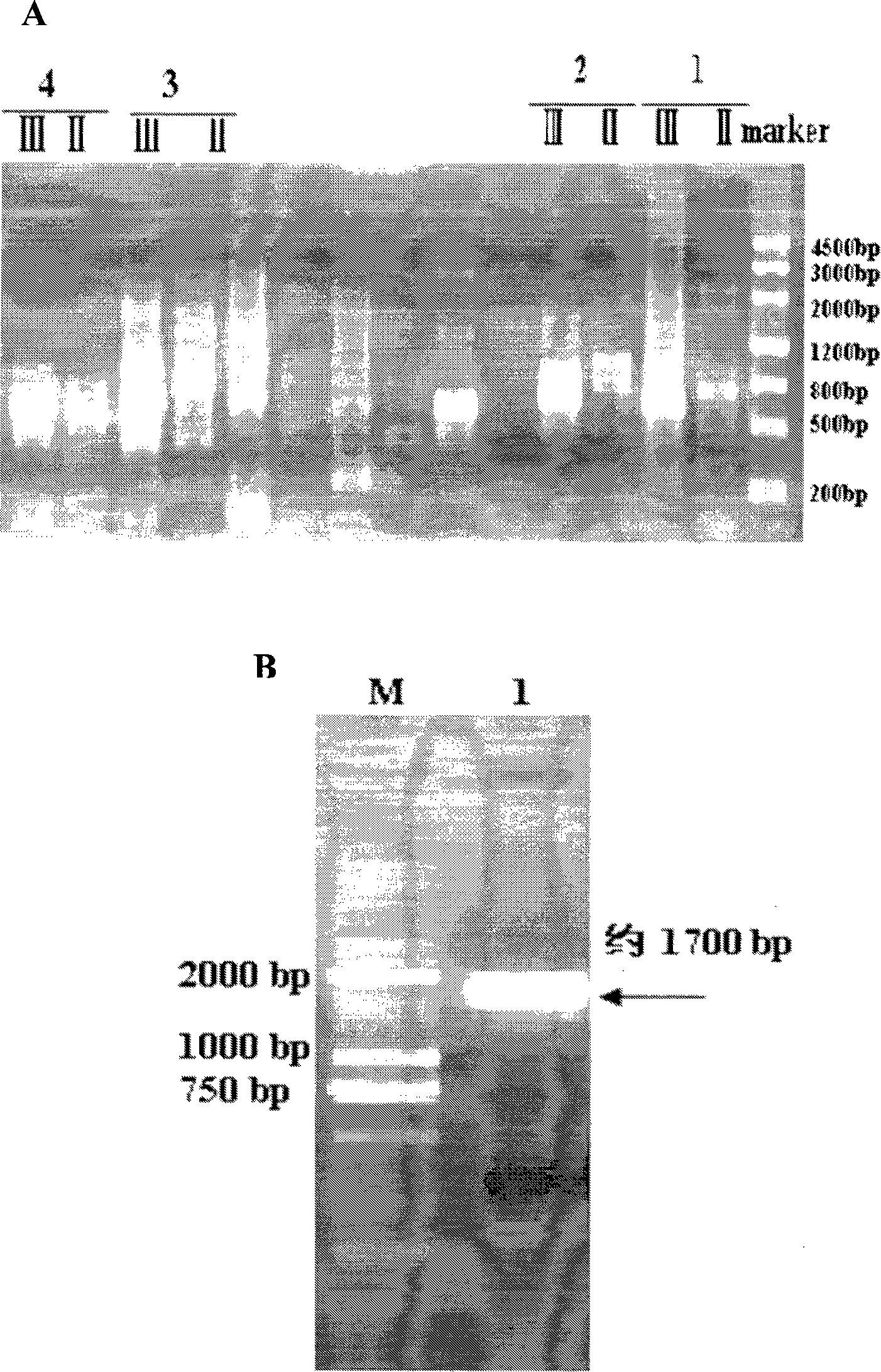 Low-temperature alkaline phosphatidase A1 and coding gene thereof