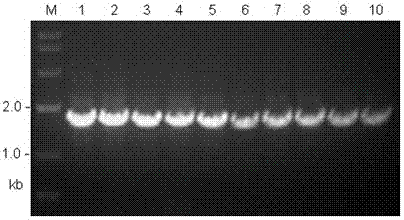 A kind of spider mitochondrial coiii gene complete sequence amplification primer and identification method