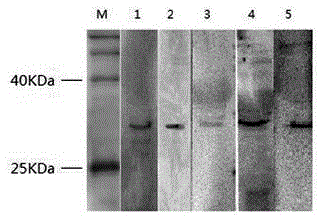 Monoclonal antibody against duck hepatitis A virus type A and application thereof