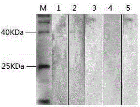 Monoclonal antibody against duck hepatitis A virus type A and application thereof