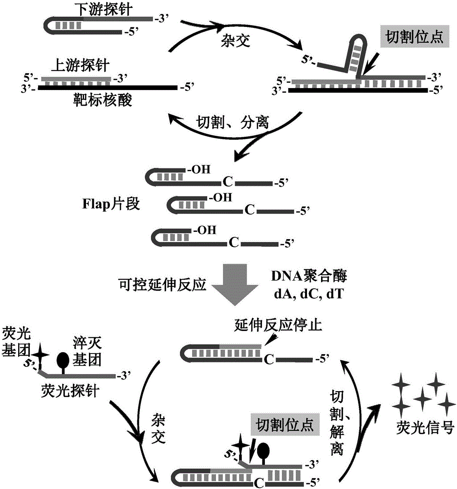 Gene mutation multi-detecting method based on signal amplification DNA logic gate