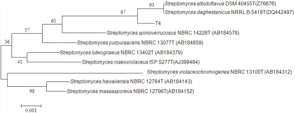Streptomyces albidoflavus and application thereof
