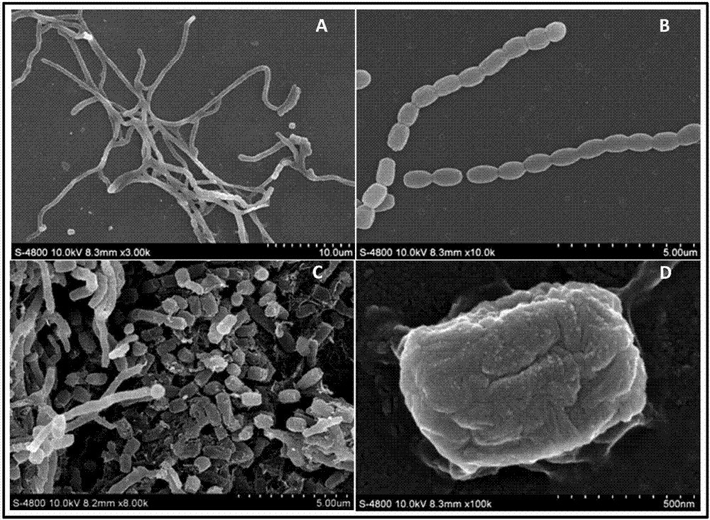 Streptomyces albidoflavus and application thereof